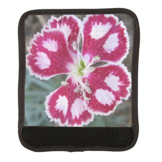 Dianthus Red White Flower