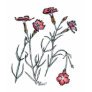 Dianthus