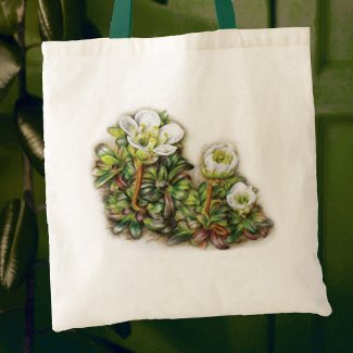 Diapensia lapponica bag