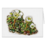 Diapensia lapponica greeting cards