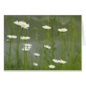 Diasies cards by SuRi_Photography Diasies cards