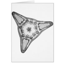 Diatom Card