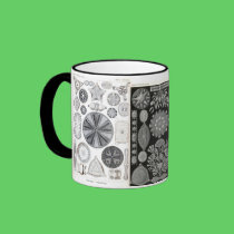 diatom, diatom, navicula mugs