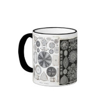 diatom, diatom, navicula coffee mugs