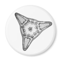 Diatom Refrigerator Magnet