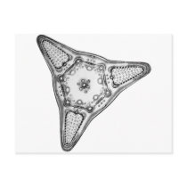 Diatom Postcards