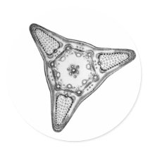 Diatom Round Stickers