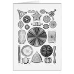 Diatoms Card