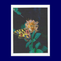 Dibble_Artworks_124_Butterfly postcards