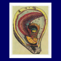 Dibble_Artworks_140_Oysters postcards