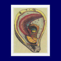 Dibble_Artworks_140_Oysters postcards