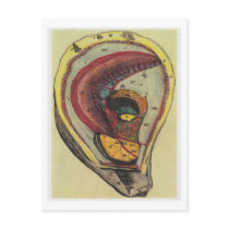 Dibble_Artworks_140_Oysters Post Card