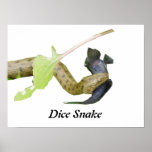 Dice Snake Print