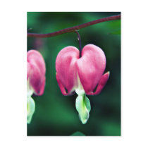 Dicentra - Bleeding Hearts art Postcard postcards