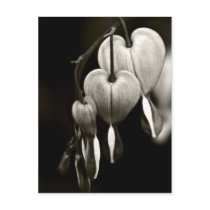 Dicentra - Bleeding Hearts art Postcard (B&W) postcards