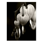 Dicentra - Bleeding Hearts art Postcard (B&W)