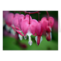 Dicentra Bleeding hearts card cards