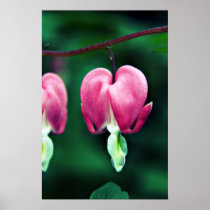 Dicentra - Bleeding Hearts floral Print posters