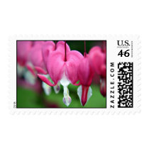Dicentra Bleeding hearts stamps