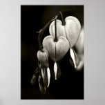 Dicentra - Bleeding Hearts Print (black and white)