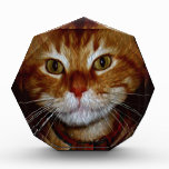 Dickens Kitty Gifts & Greetings awards