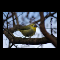 Did you call me little bird posters