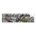 Did you put down roots today? bumper stickers