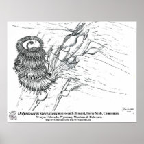 Didymoceras stevensoni poster