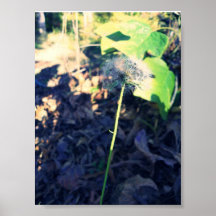 Diente de león del poster