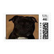 Diesel the staffy postage