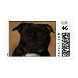 Diesel the staffy postage