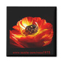 Differenza magnets by Roco1975 Differenza magnets