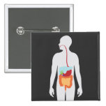 Digestive System Pin