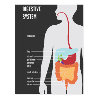 Digestive System Cards | Zazzle