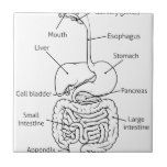 Digestive Tract System Illustration Ceramic Tile