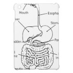 Digestive Tract System Illustration Cover For The iPad Mini