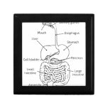 Digestive Tract System Illustration Jewelry Box