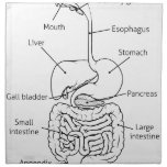 Digestive Tract System Illustration Napkin