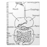 Digestive Tract System Illustration Notebook