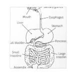 Digestive Tract System Illustration Notepad
