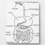 Digestive Tract System Illustration Plaque