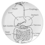 Digestive Tract System Illustration Plate