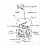 Digestive Tract System Illustration Postcard