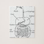 Digestive Tract System Illustration Puzzle