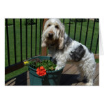 Digging with Emma the GBGV cards