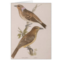 Diggles - Bower Bird Greeting Card