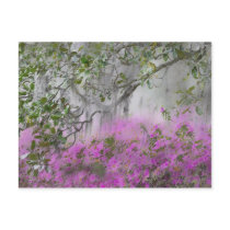 Digital Composite of Azaleas and magnolia tree Post Cards