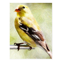 Digitally Painted Gold Finch At Bird Feeder Post Cards