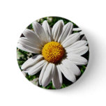 Dill Daisy White Button