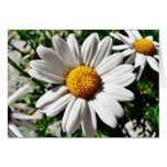 Dill Daisy White Greeting Card